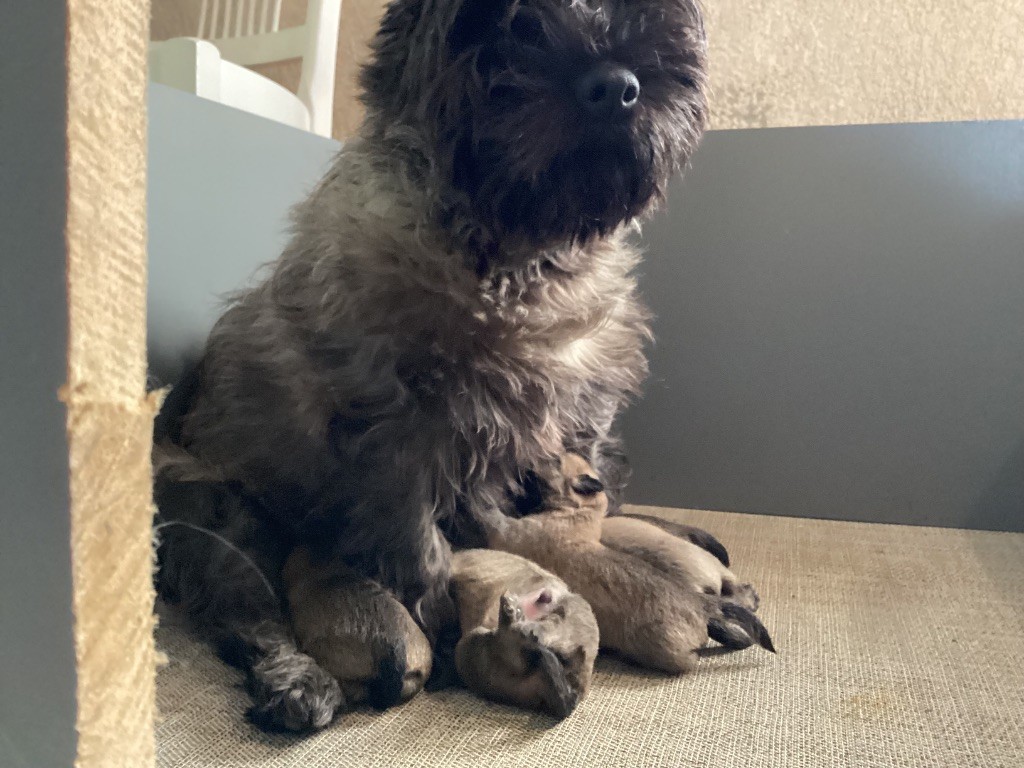 chiot Cairn Terrier du Cèdre de Mazarin