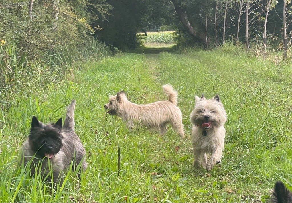 Promenade dans les champs